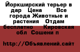 Йоркширский терьер в дар › Цена ­ 1 - Все города Животные и растения » Отдам бесплатно   . Кировская обл.,Сошени п.